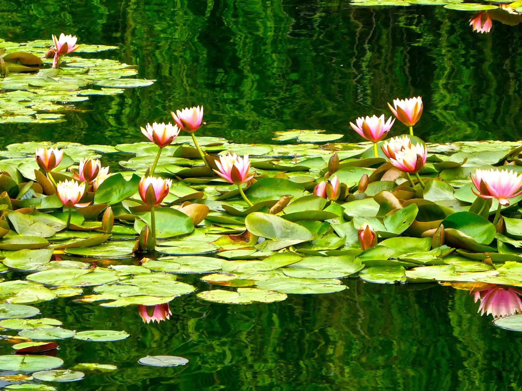 Echo Park Lake Lilies in Bloom